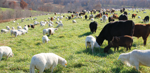 multi-species grazing