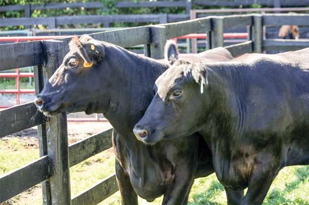 Trowbridge Farms cattle