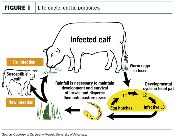 Life cycle: cattle parasites