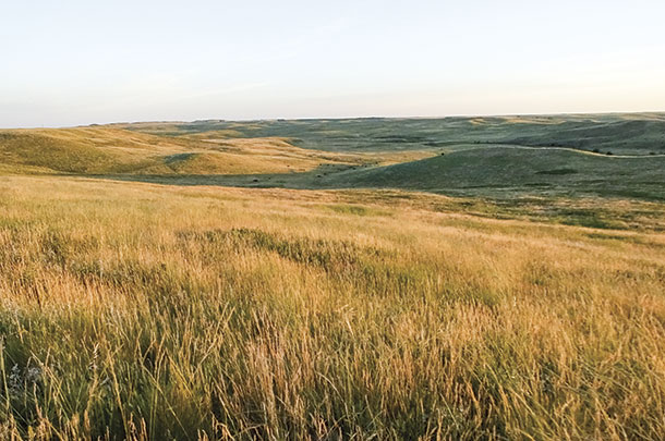 The Cronines pature their cattle on native grasses