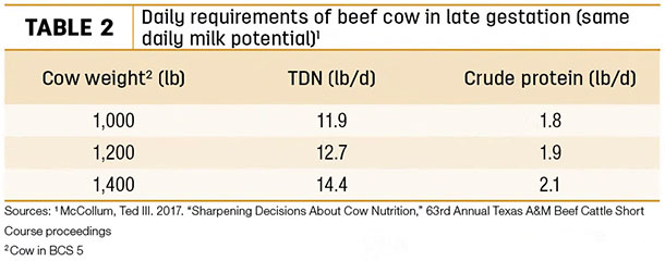 Daily requirements of beef cow in late gestation