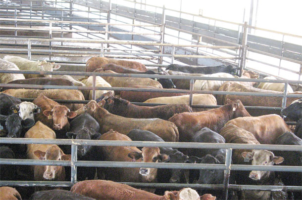 Learn from feeder calf buyers - Progressive Cattle | Ag Proud