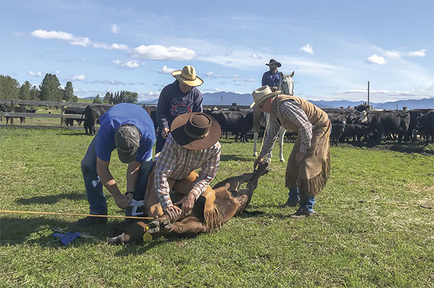 Numb The Pain Of Castration And Dehorning - Progressive Cattle | Ag Proud