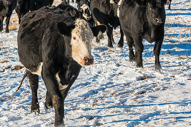 A productive cow gets bred every year