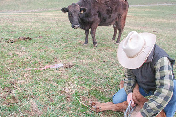 Banding tools give producers options with castration - Progressive