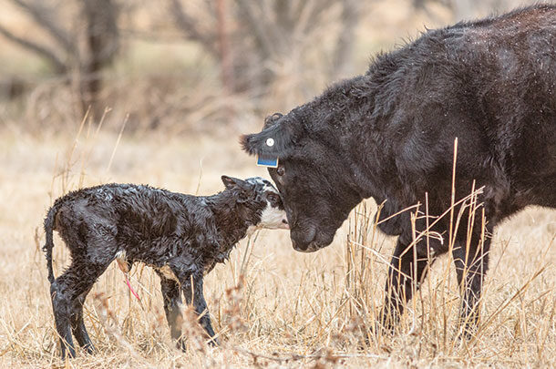 Cow with new calf