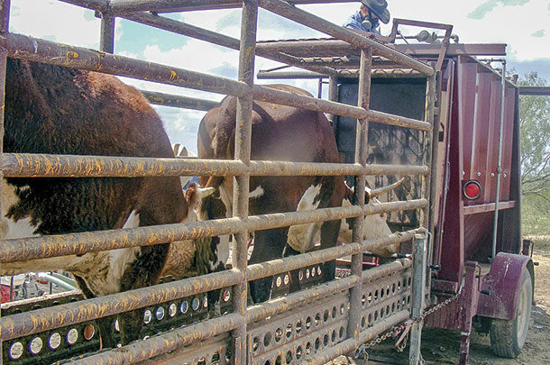 Spraying for fever ticks