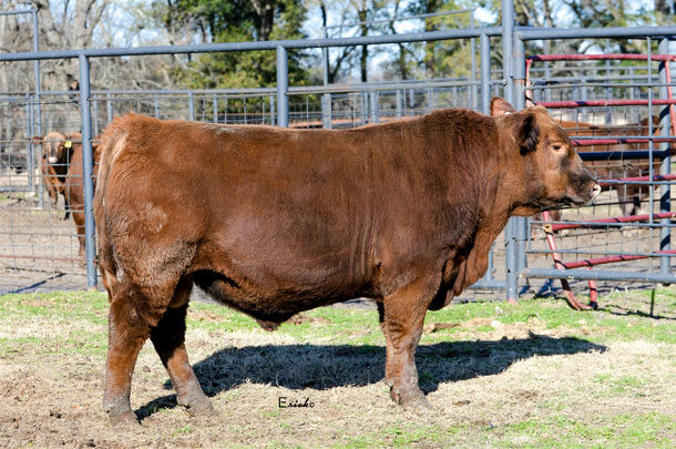 Red Angus bull