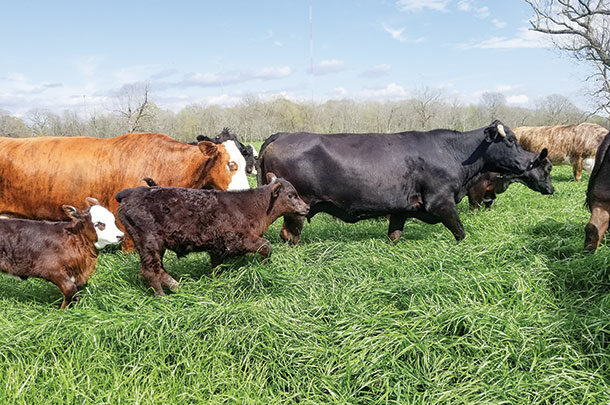 Quarter-eared Brahman cows that breed with Angus bulls