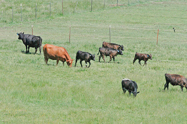 Not all cows are equal; some eat more - Progressive Cattle | Ag Proud
