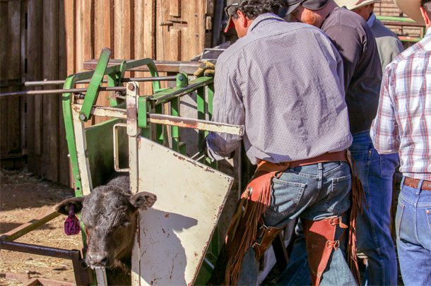 calf in a chute