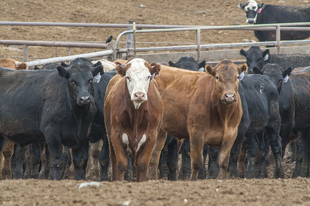 Reversing BRD Trends In Today’s Beef Cattle - Progressive Cattle | Ag Proud