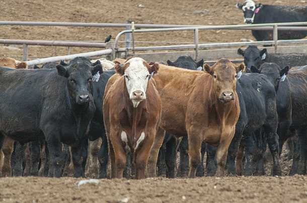 Cattle in a pen