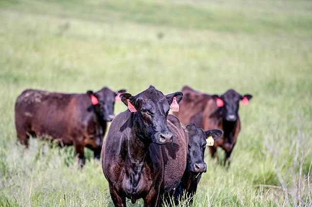 The best of both worlds: Crossbreeding Angus and Wagyu