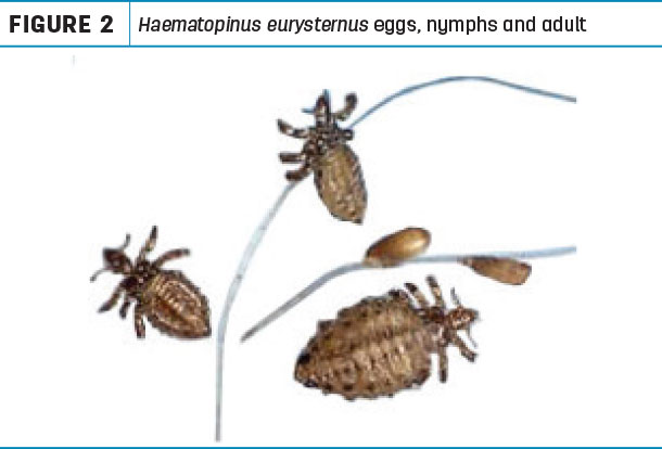 Haematopinus eurystermus eggs, numphs and adult