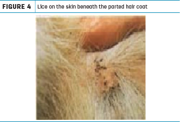 Lice on the skin beneth the parted hair coat