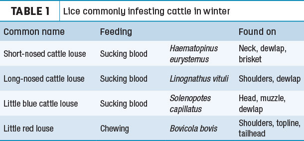 Lice commonly infesting cattle in winter