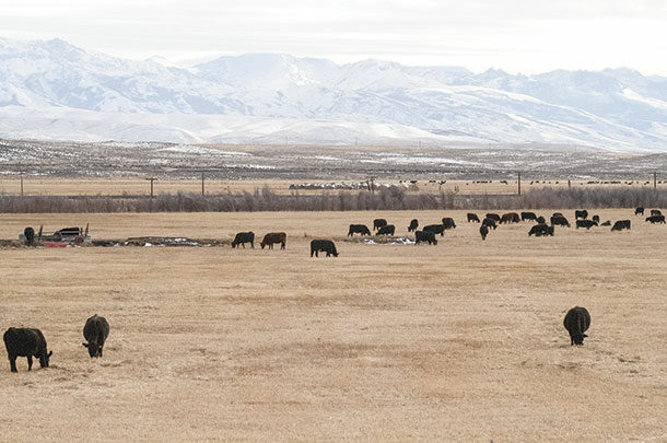 Cattle in a pasture