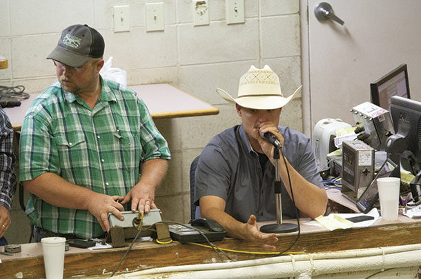 Auctioning cattle