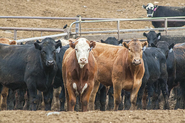 Cattle in a feedlot