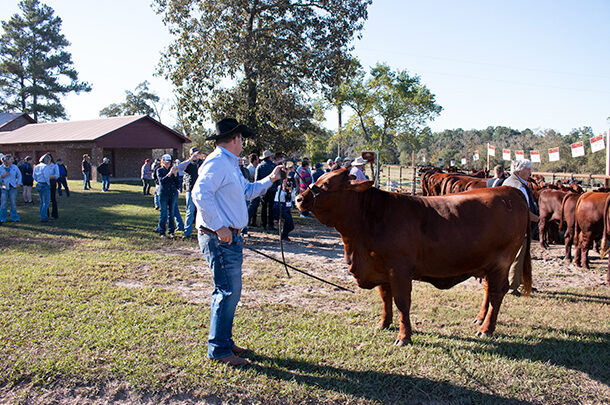 Santa Gertudis females