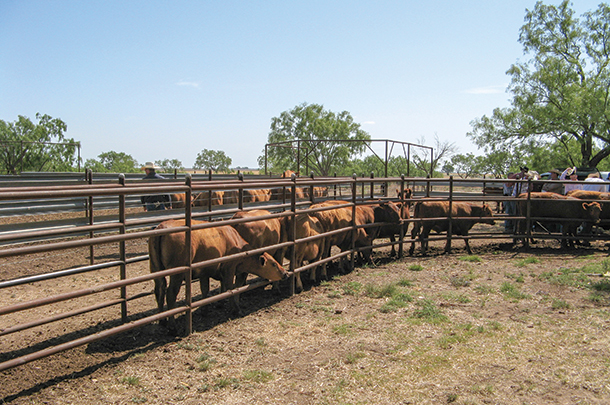 Protect your vet with maintained handling facilities - Progressive