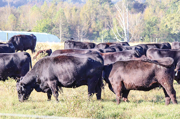 Cattle in pasture