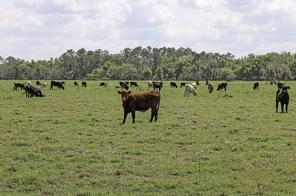 Lightsey Cattle Co.