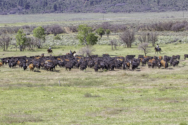 Moving cattle