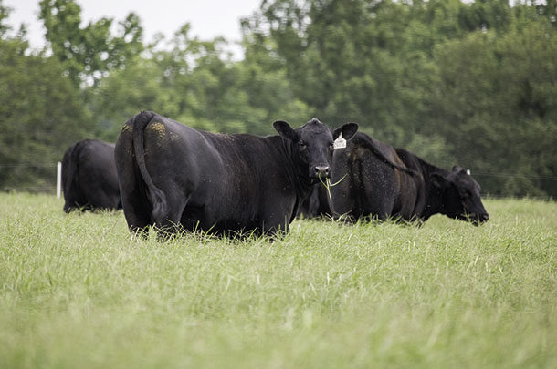 Cattle grazing 