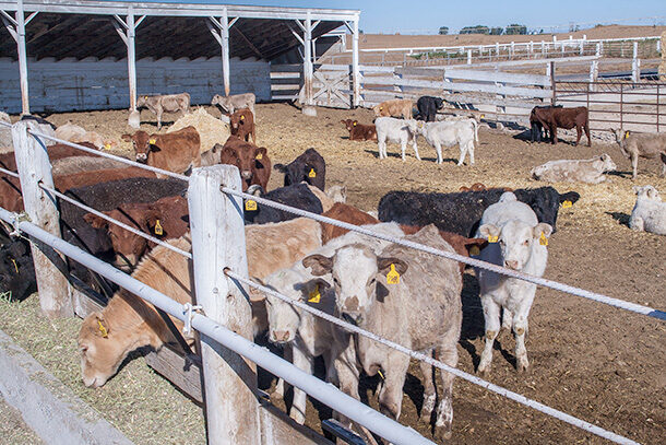 calves in the feedlot