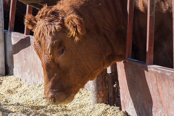 Cattle at the feedbunk