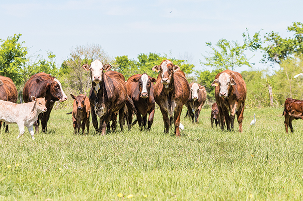 A look at what defines a closed herd Progressive Cattle Ag Proud