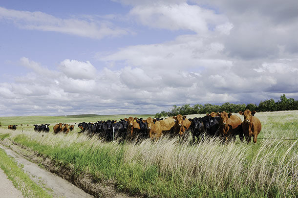 Cattle in a pasture