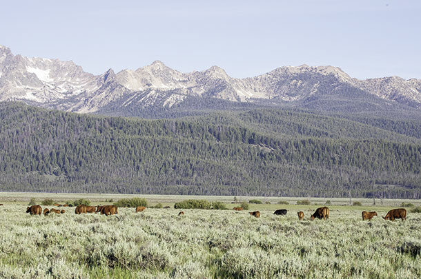 Grazing cattle