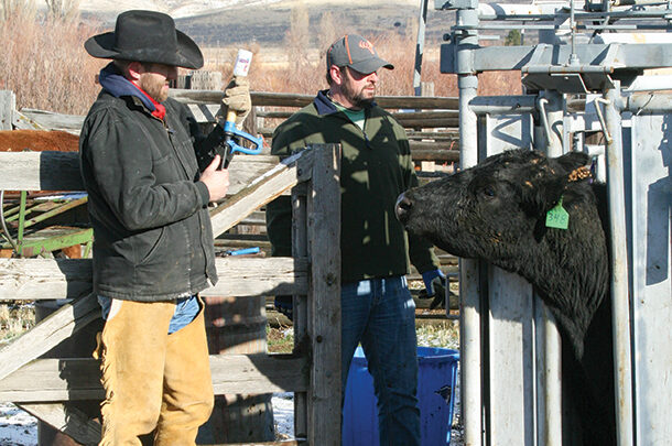 Vaccinating cows