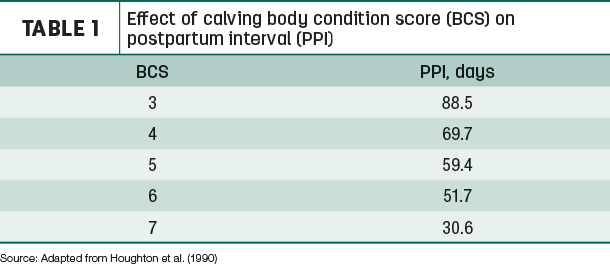 Effect of calving body condition score on postpartum interval