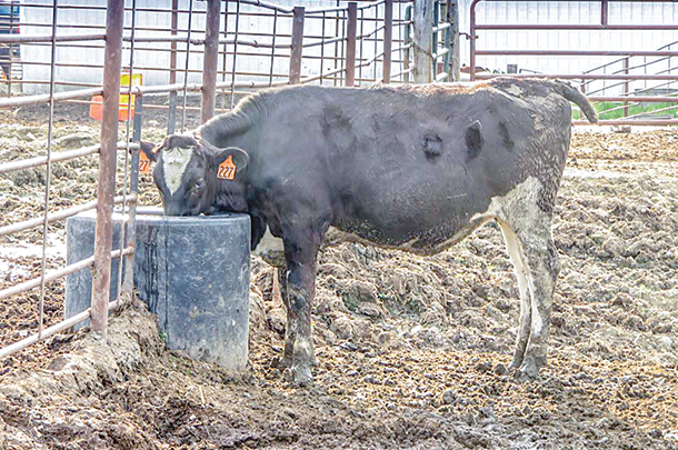 livestock waterers canada