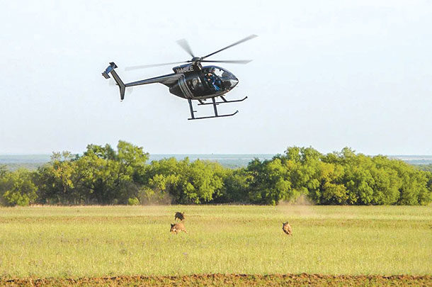 Shooting at feral swine