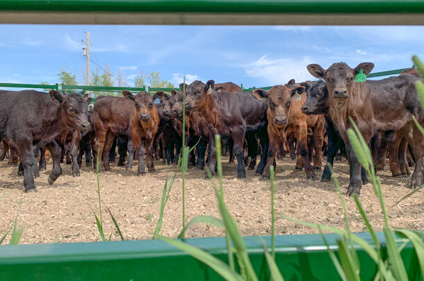 Cows in corral