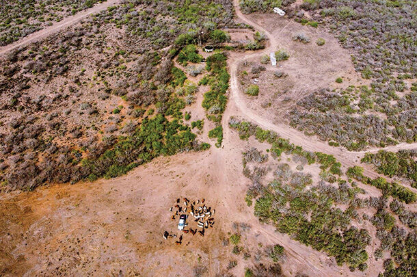 Aerial shot of a cow herd