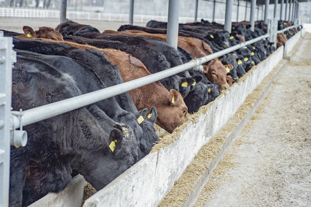 Cattle at the feedbunk