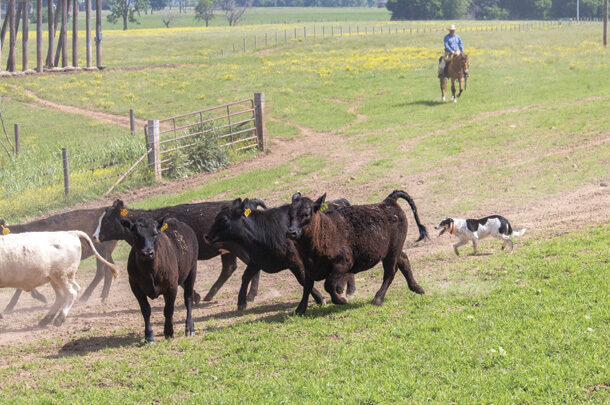 dog driving cattle