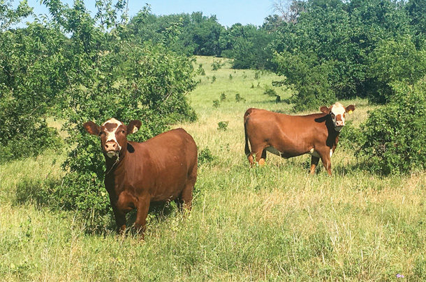 barzona cattle