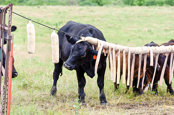 Fly control store for cattle