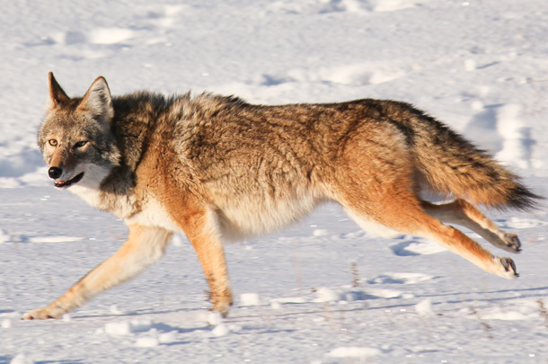 Coyotes on the prowl: A concern for cow-calf operations