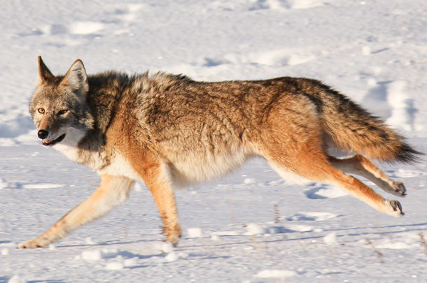 Coyotes on the prowl: A concern for cow-calf operations - Progressive  Cattle