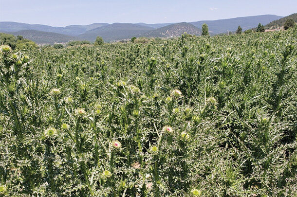 Thistles can invade rangeland