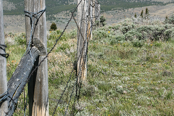 Old barbed on sale wire fence