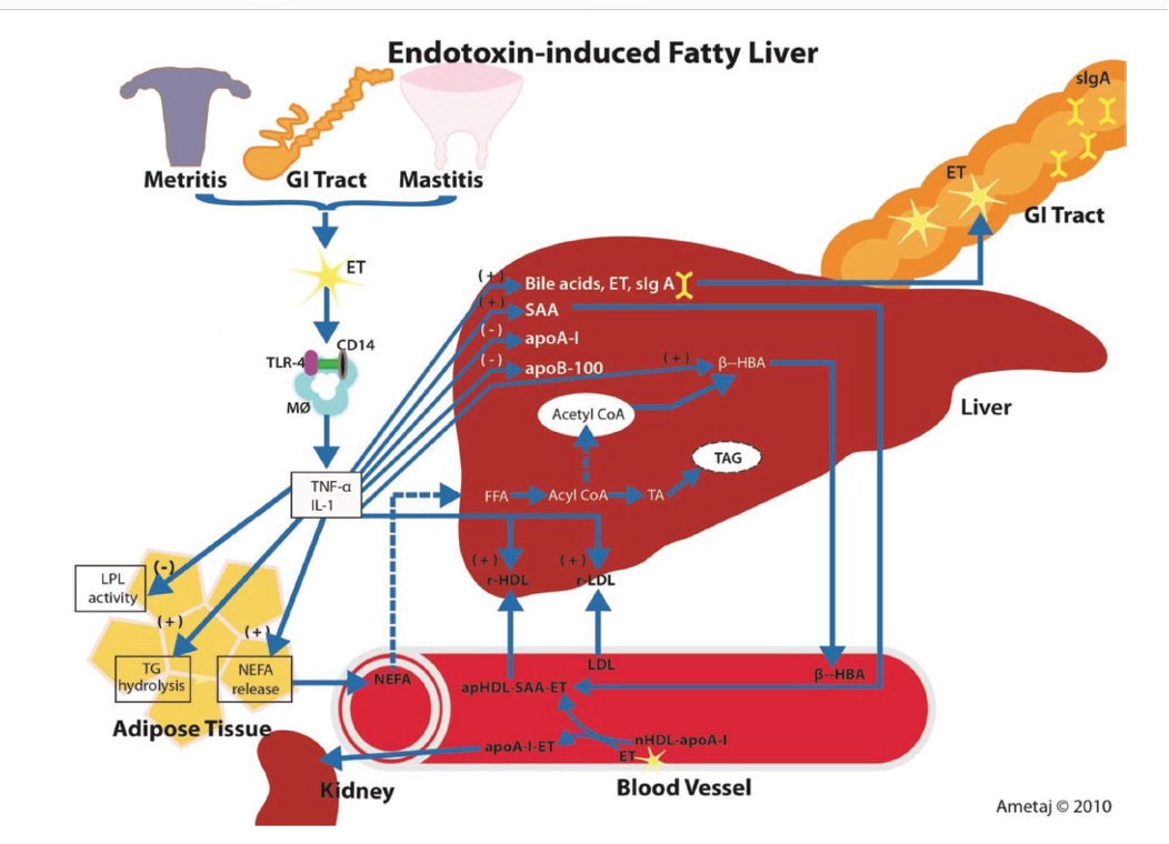 volac-fatty-liver.jpg